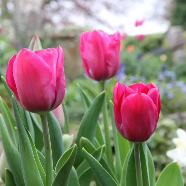Sweet Rosy Tulip (Tulipa Sweet Rosy) Img 3